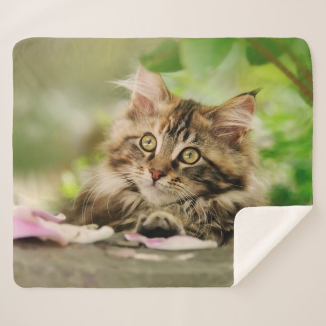 Cute Tabby Maine Coon Cat Kitten Fluffy Head Foto Sherpadecke (Vorderseite (Horizontal))