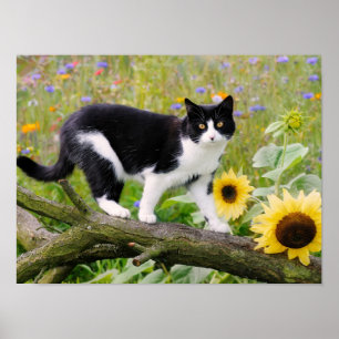 Cute tuxedo cat on a tree branch with sunflowers - poster
