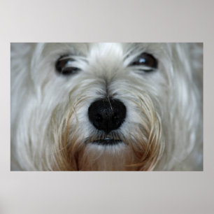Cute Westie Canvas Print Poster