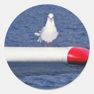 Cute White Seagull - Sticker