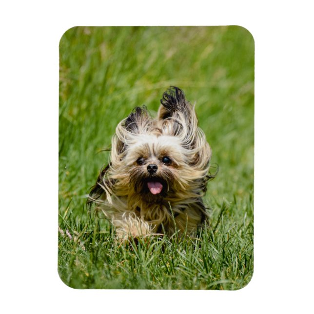 Cute Yorkshire Terrier Running Through Grass Magnet (Vertikal)