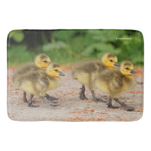 Cuteness on Parade: Kanada Goose Goslings Badematte