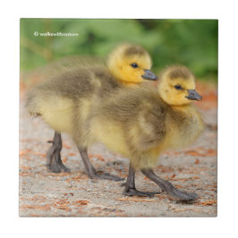 Cuteness on Parade: Kanada Goose Goslings Fliese