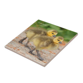 Cuteness on Parade: Kanada Goose Goslings Fliese