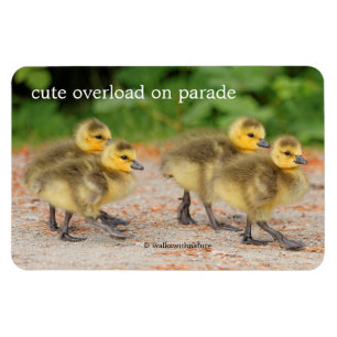 Cuteness on Parade: Kanada Goose Goslings Magnet