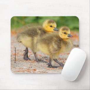 Cuteness on Parade: Kanada Goose Goslings Mousepad