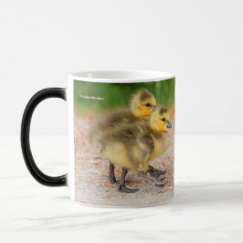 Cuteness on Parade: Kanada Goose Goslings Tasse