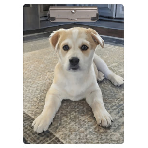 Cuteness Puppy Overload Clipboard Klemmbrett