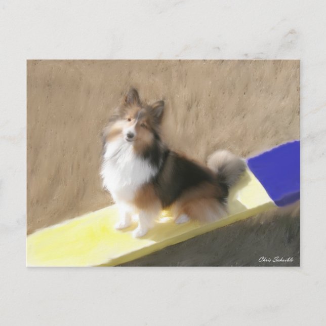 CuteShetland Sheepdog sitting on a teeter Postkarte (Vorderseite)