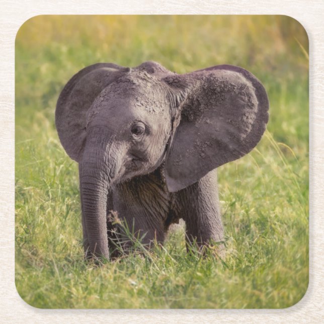 Cutest Baby Animals | Baby Elephant Kenya Africa Rechteckiger Pappuntersetzer (Vorderseite)