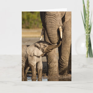 Cutest Baby Animals Baby Elephant & Mama Karte