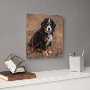 Cutest Baby Animals   Bernese Mountain Dog Quadratische Wanduhr
