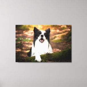 Cutest Baby Animals   Black & White Border Collie Leinwanddruck
