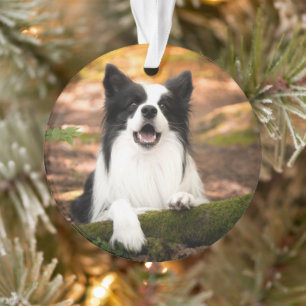 Cutest Baby Animals Black & White Border Collie Ornament