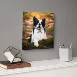 Cutest Baby Animals   Black & White Border Collie Quadratische Wanduhr