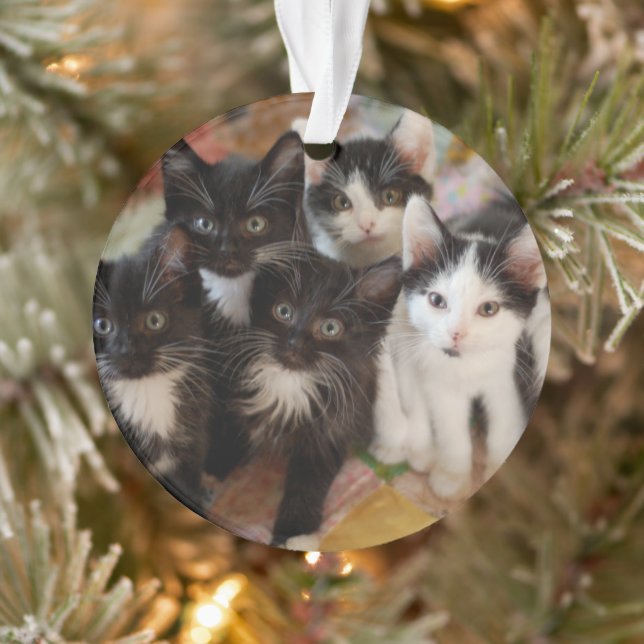 Cutest Baby Animals | Black & White Kittens Ornament (Baum)