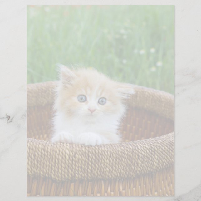 Cutest Baby Animals | Blue Eyed Kitten (Vorderseite)