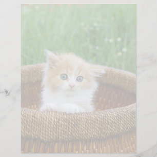 Cutest Baby Animals Blue Eyed Kitten