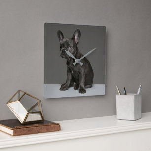Cutest Baby Animals   Blue French Bulldog Puppy Quadratische Wanduhr