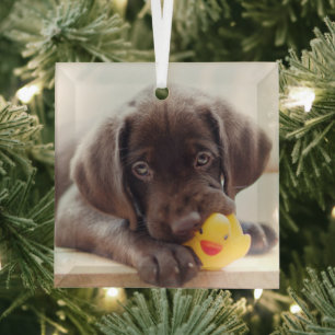 Cutest Baby Animals   Chocolate Labrador Puppy Ornament Aus Glas