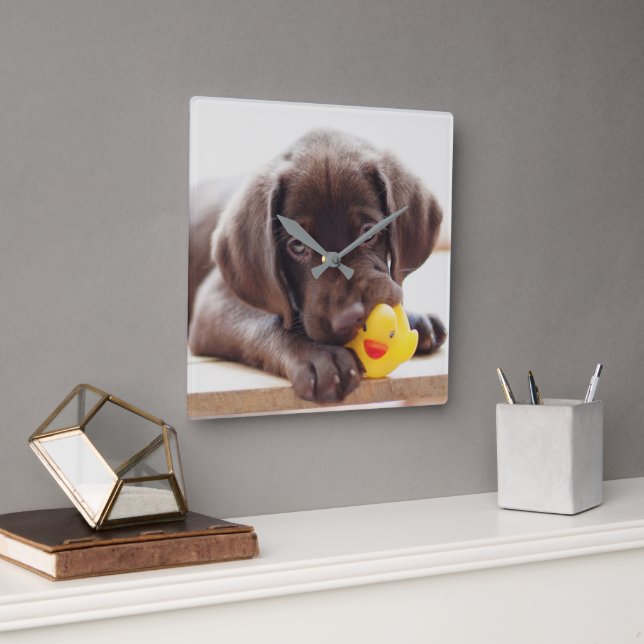 Cutest Baby Animals | Chocolate Labrador Puppy Quadratische Wanduhr (Büro)