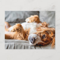 Cutest Baby Animals | Cocker Spaniel