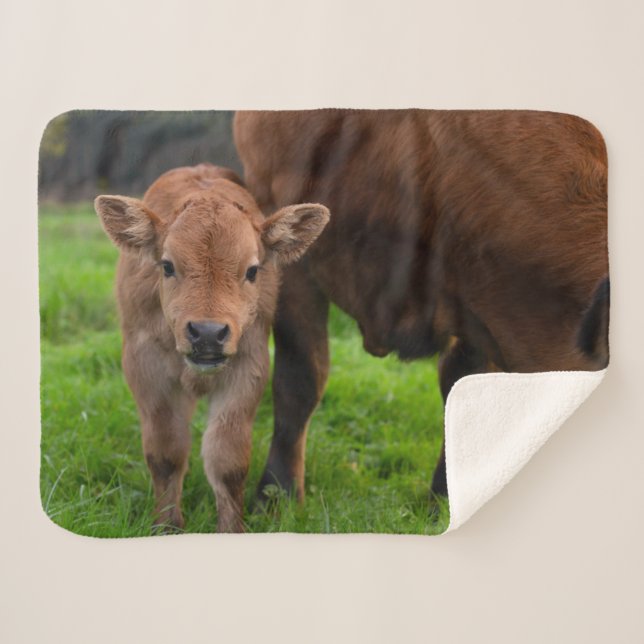 Cutest Baby Animals | Cow & Calf Sherpadecke (Vorderseite (Horizontal))