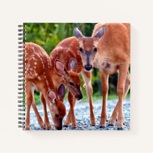 Cutest Baby Animals Fawn with Babies Notizbuch