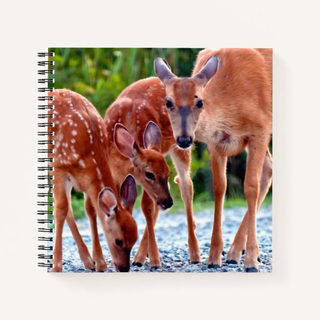 Cutest Baby Animals | Fawn with Babies Notizbuch (Vorderseite)