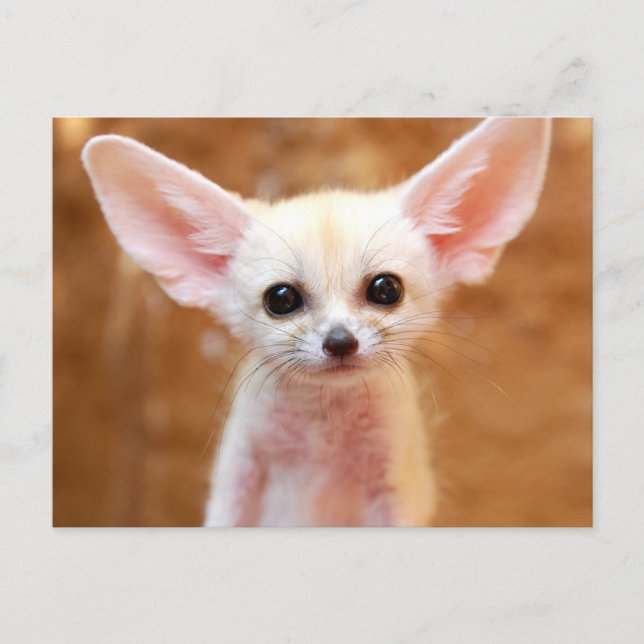 Cutest Baby Animals | Fennec Fox Postkarte (Vorderseite)