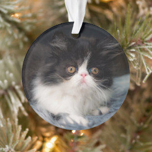 Cutest Baby Animals   Fluffy B&W Kitten Ornament