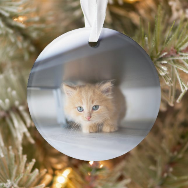Cutest Baby Animals | Fluffy Orange Kitten Ornament (Baum)