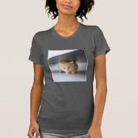 Cutest Baby Animals | Fluffy Orange Kitten