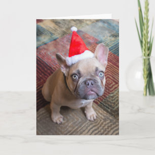 Cutest Baby Animals   French Bulldog Christmas Karte
