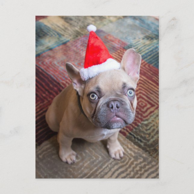 Cutest Baby Animals | French Bulldog Christmas Postkarte (Vorderseite)