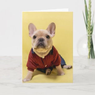 Cutest Baby Animals   French Bulldog Dressed Karte