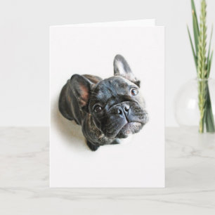 Cutest Baby Animals   French Bulldog Look Up Karte