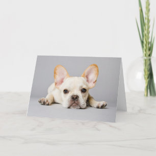 Cutest Baby Animals   French Bulldog Lying Down Karte