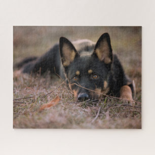 Cutest Baby Animals   German Shepherd Puppy Puzzle