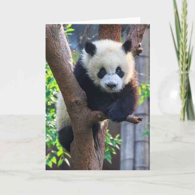 Cutest Baby Animals | Giant Panda Cub Karte (Vorderseite)