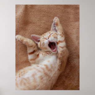 Cutest Baby Animals   Ginger Kitten Yawning Poster