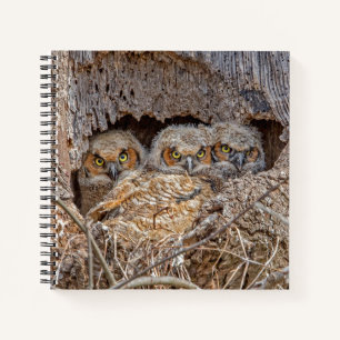 Cutest Baby Animals   Great Horned Chicks Notizbuch