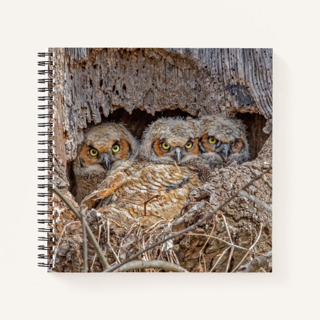 Cutest Baby Animals | Great Horned Chicks Notizbuch (Vorderseite)