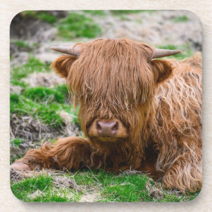 Cutest Baby Animals   Highland Cow Calf Getränkeuntersetzer