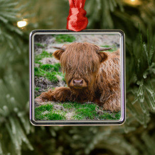 Cutest Baby Animals Highland Cow Calf Ornament Aus Metall