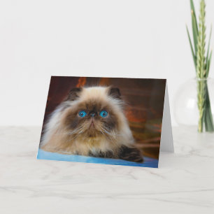 Cutest Baby Animals Himalayan Cat Karte