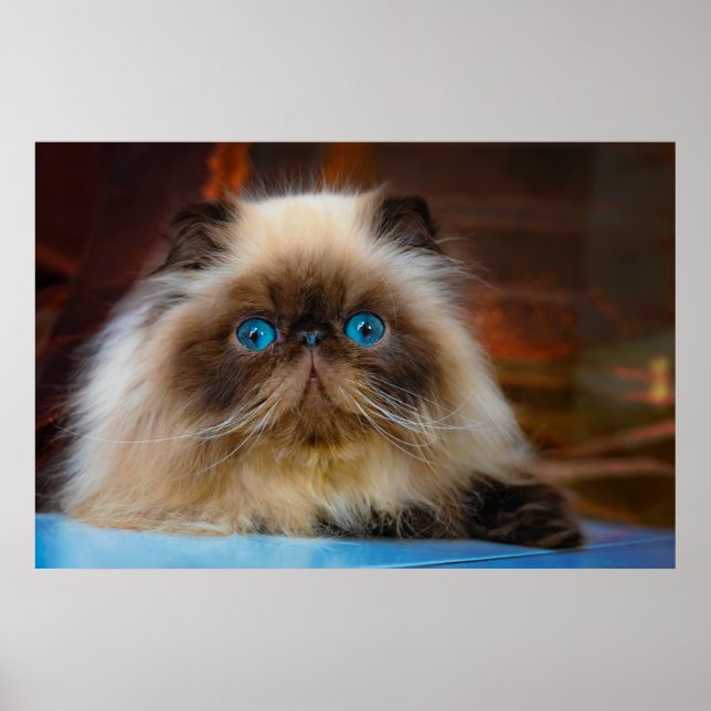 Cutest Baby Animals | Himalayan Cat Poster (Vorne)