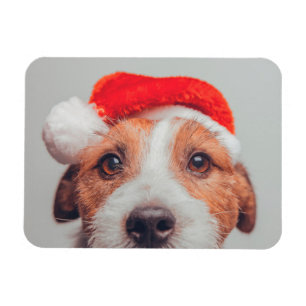 Cutest Baby Animals   Jack Russell Dog Santa Claus Magnet