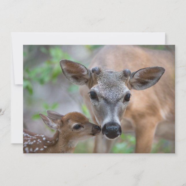 Cutest Baby Animals | Key Deer Stag & Fawn Dankeskarte (Vorderseite)