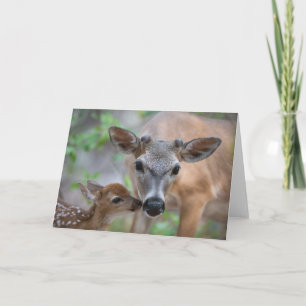 Cutest Baby Animals   Key Deer Stag & Fawn Karte